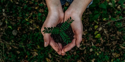 booster-blog-ethical-investing-seedlings-in-hand-new-zealand